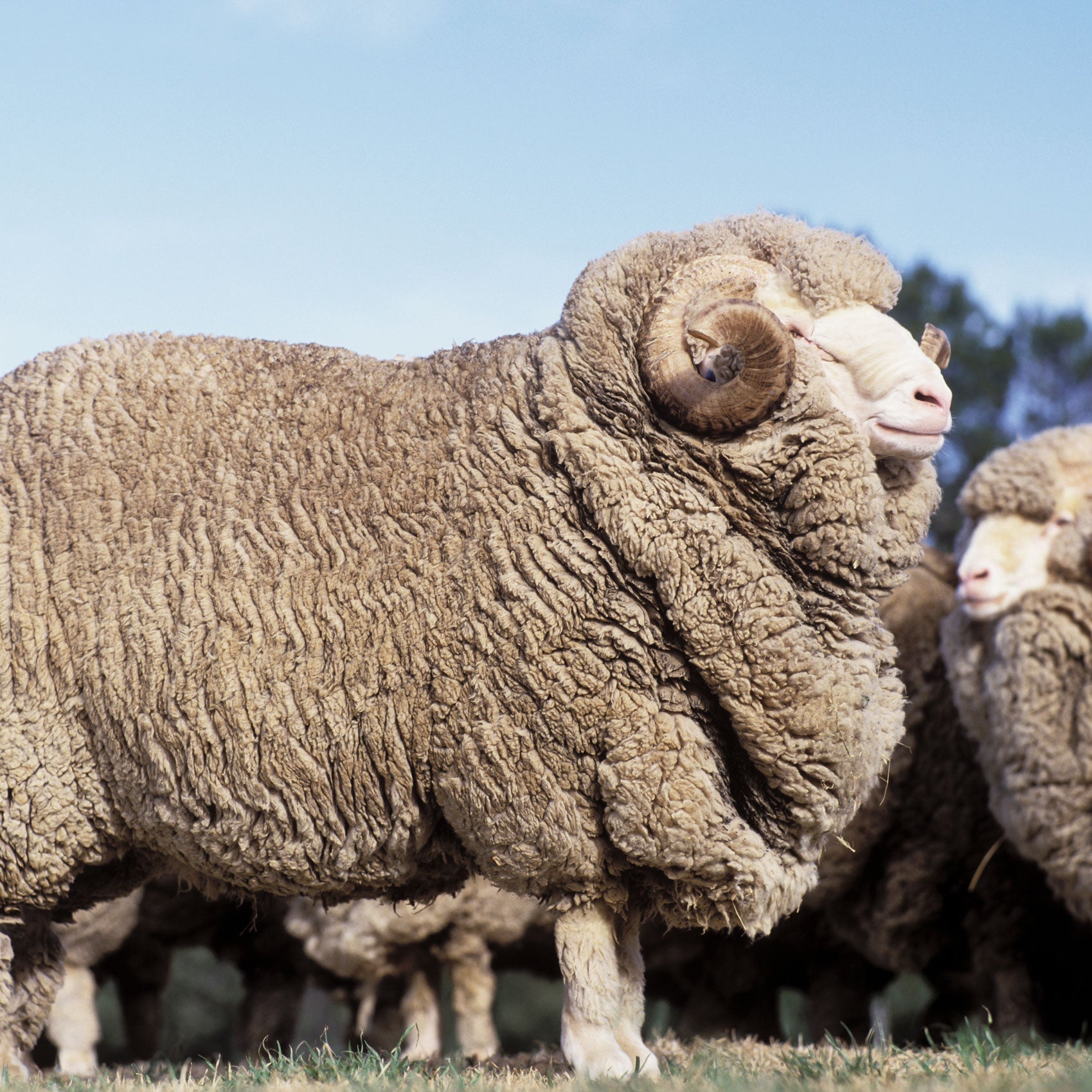 Merino Wool – The Best, Naturally