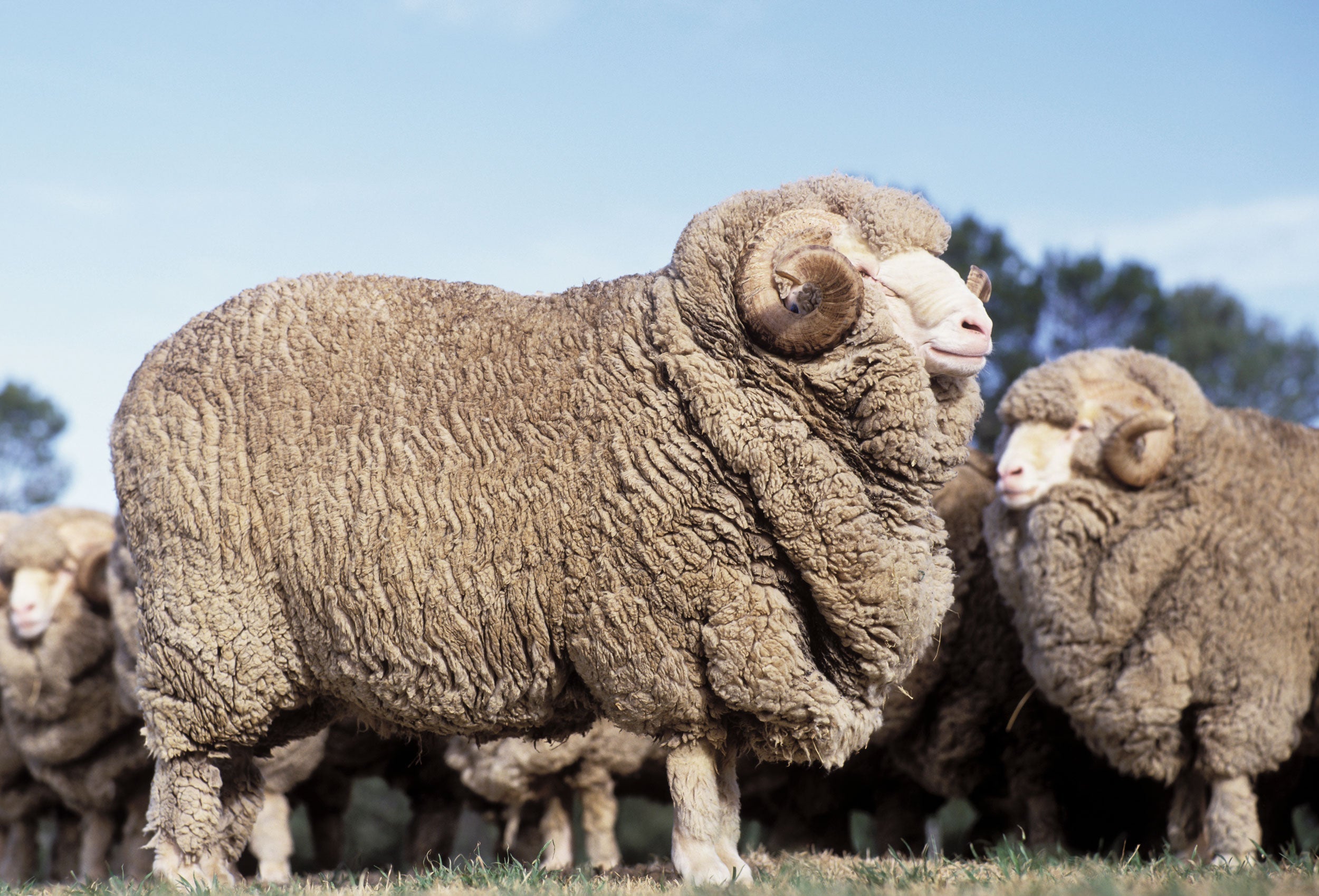 Merino Wool – The Best, Naturally